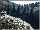 foto Da Possagno a Cima Grappa